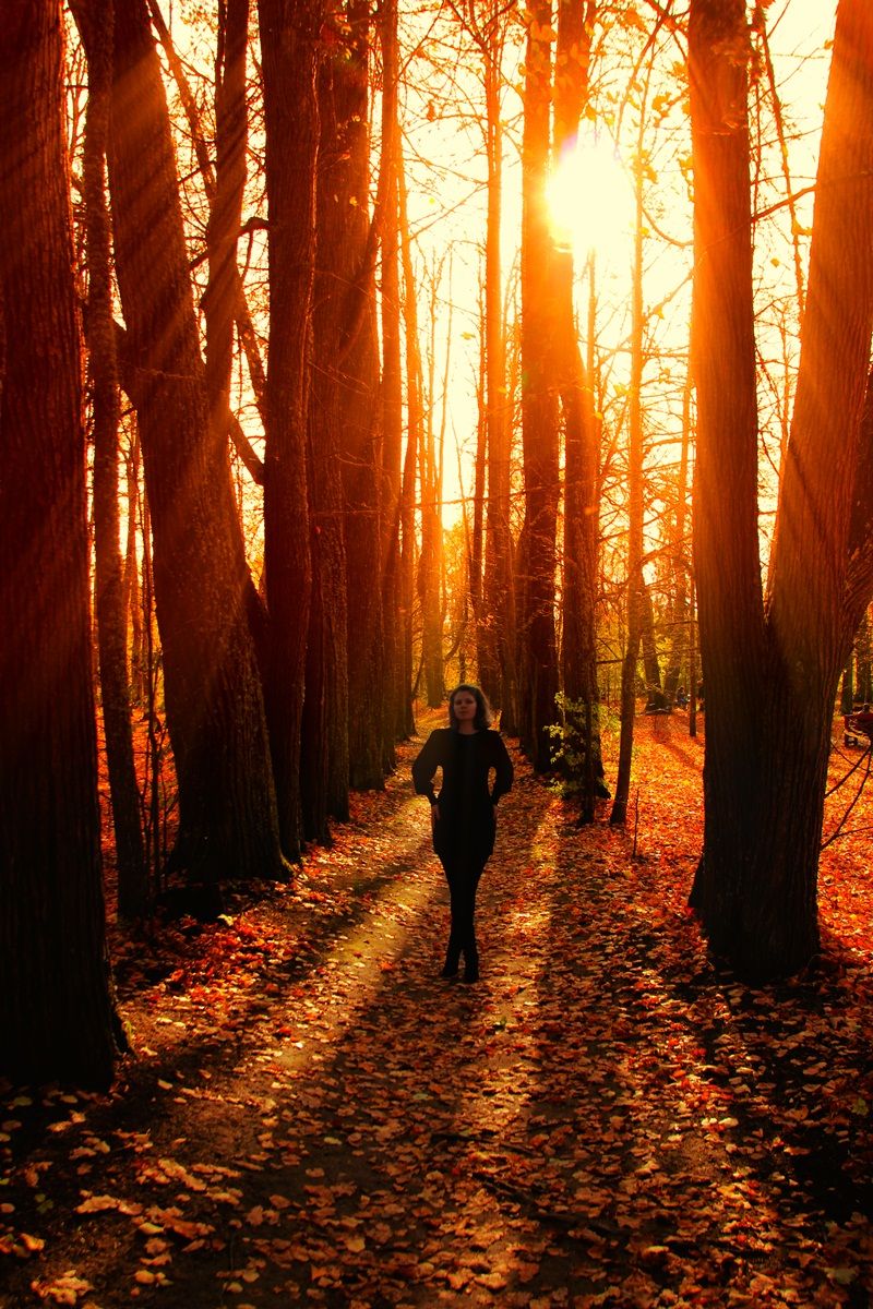 Magical Forest
