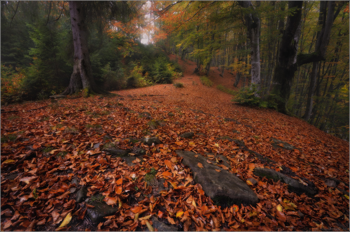 / Fragment of an autumn forest-I /
