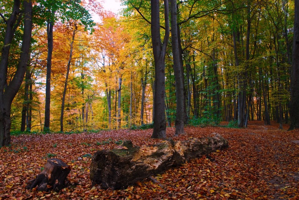breath of autumn