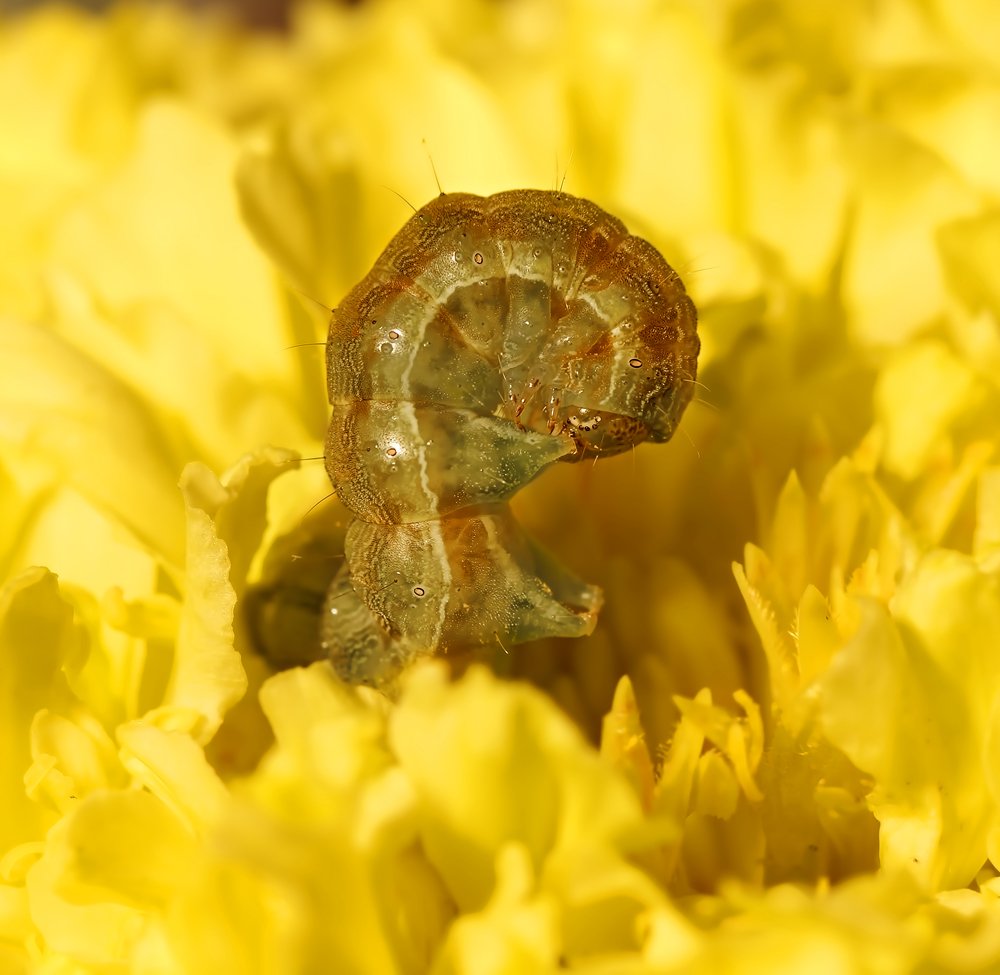 In the cradle of the flower