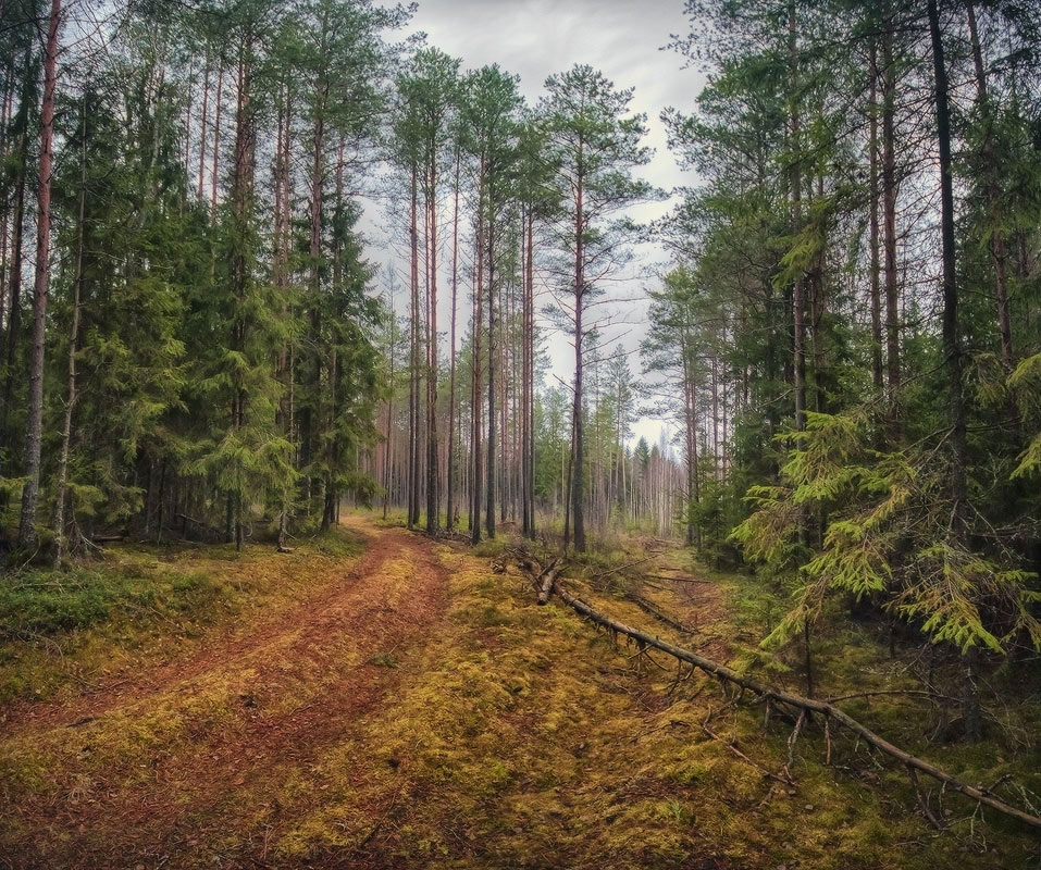 | Forest Kingdom |