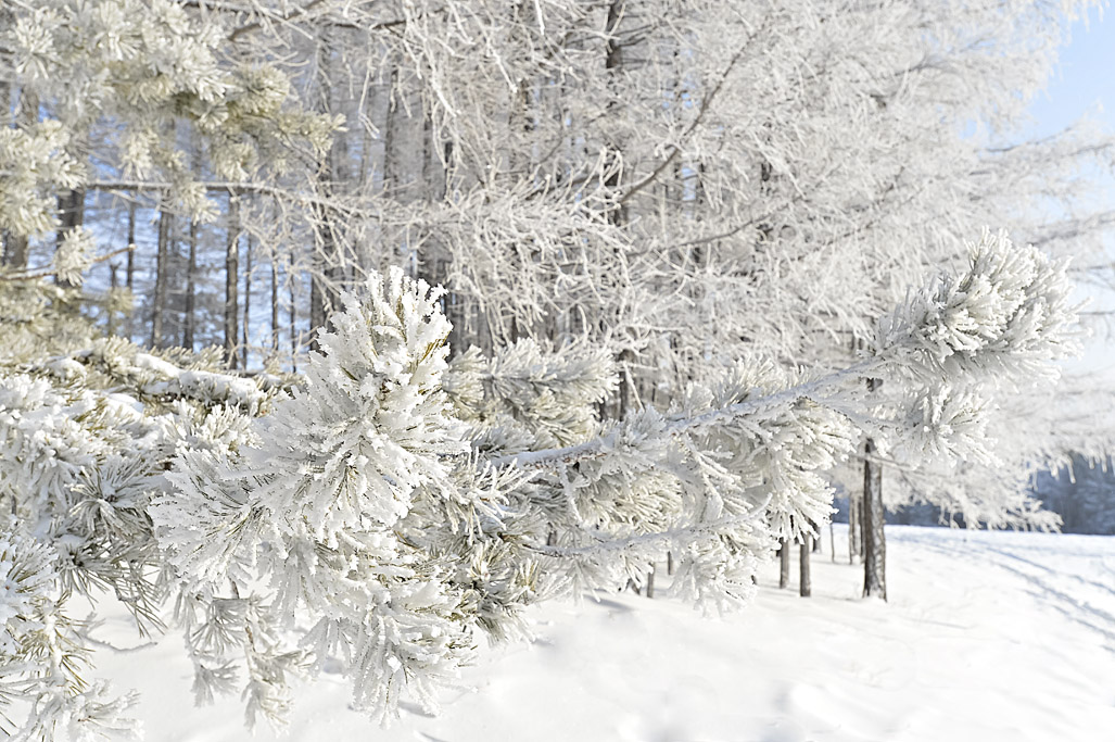 Silver snow. Ах зима. Ах , зима.зима. Ах зима зима зима красота. Картинка Ах зима.