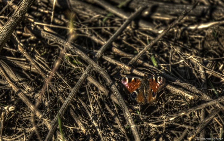 Butterfly