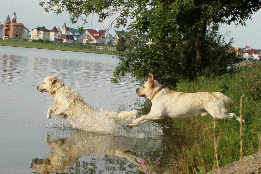 Dogs