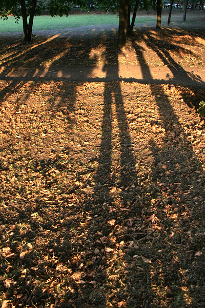 drop fall and the shadow of himself at the end of summer