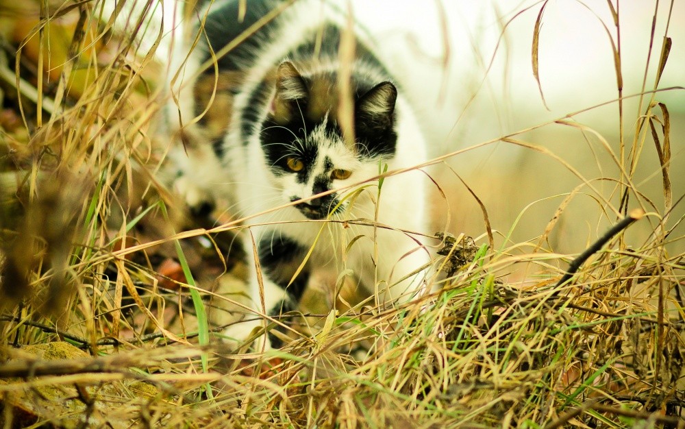 Little Hunter