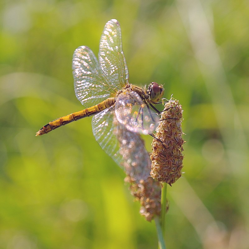 Grasshopper