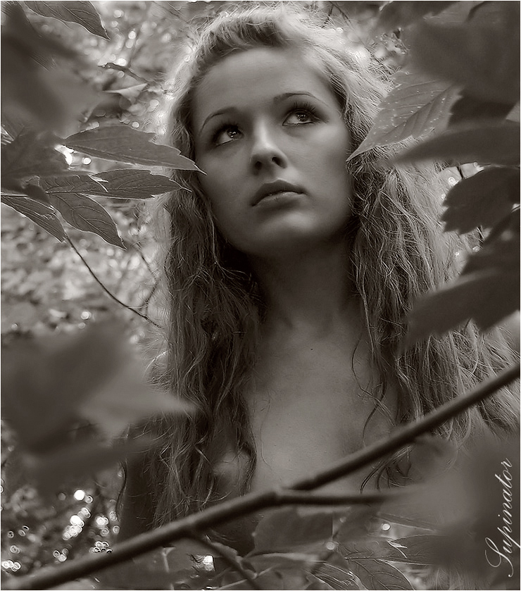 Forest Fairy Tale