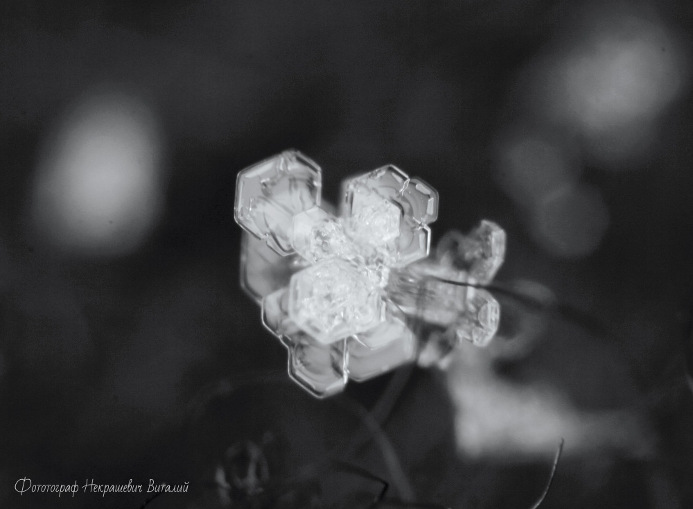 cold flower ...