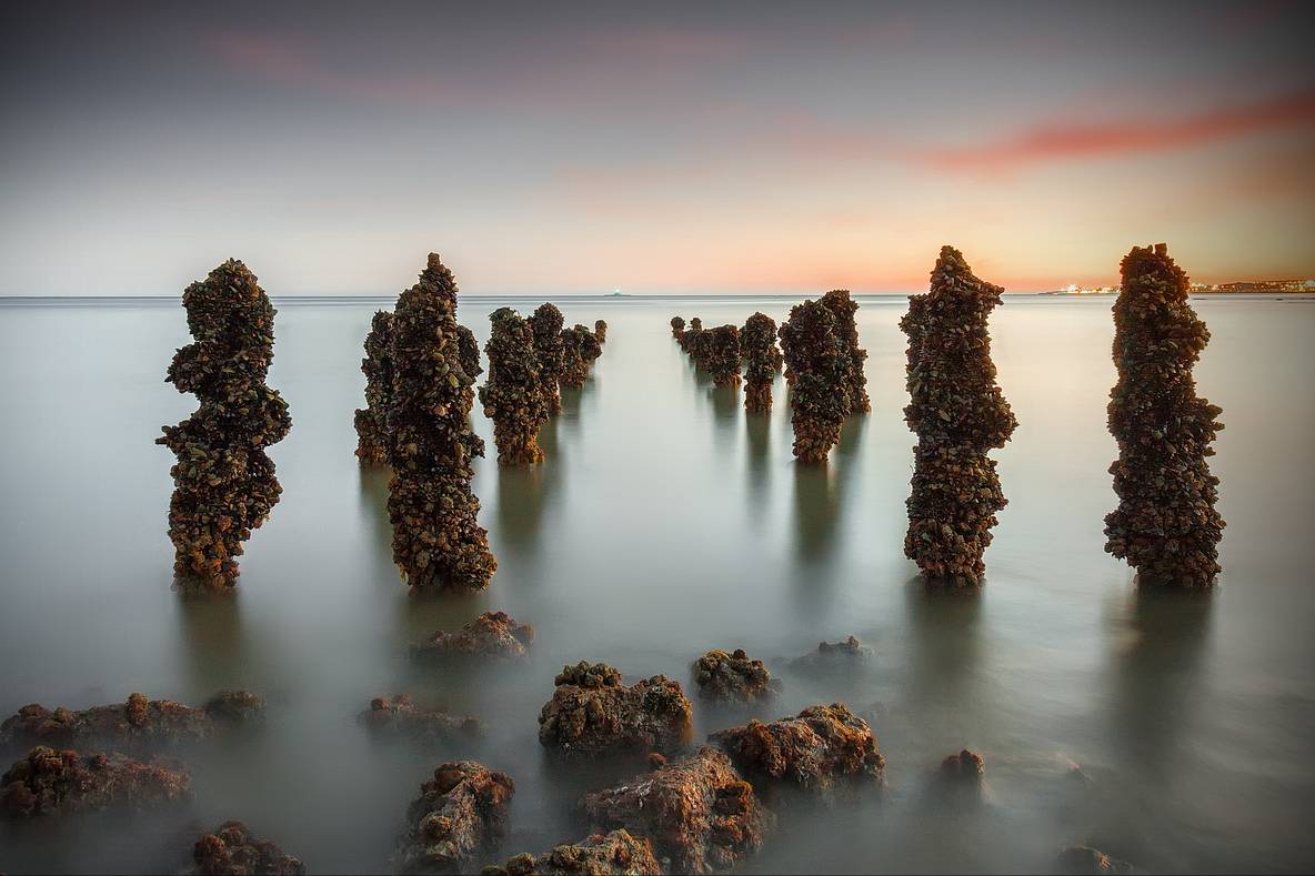 Aliens of the Deep.