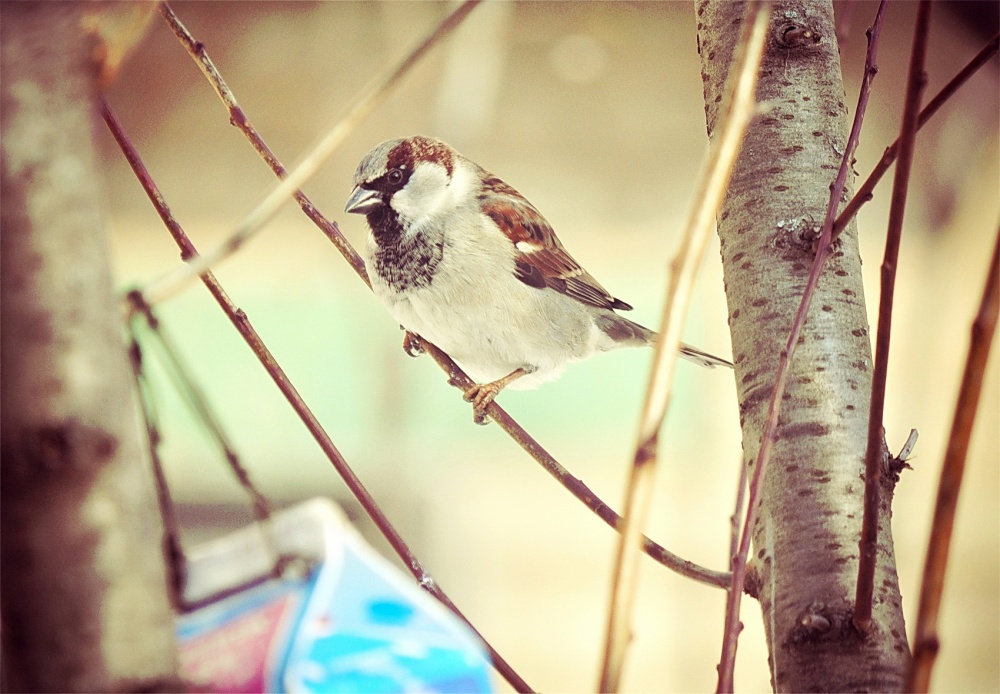 where dinner sparrow