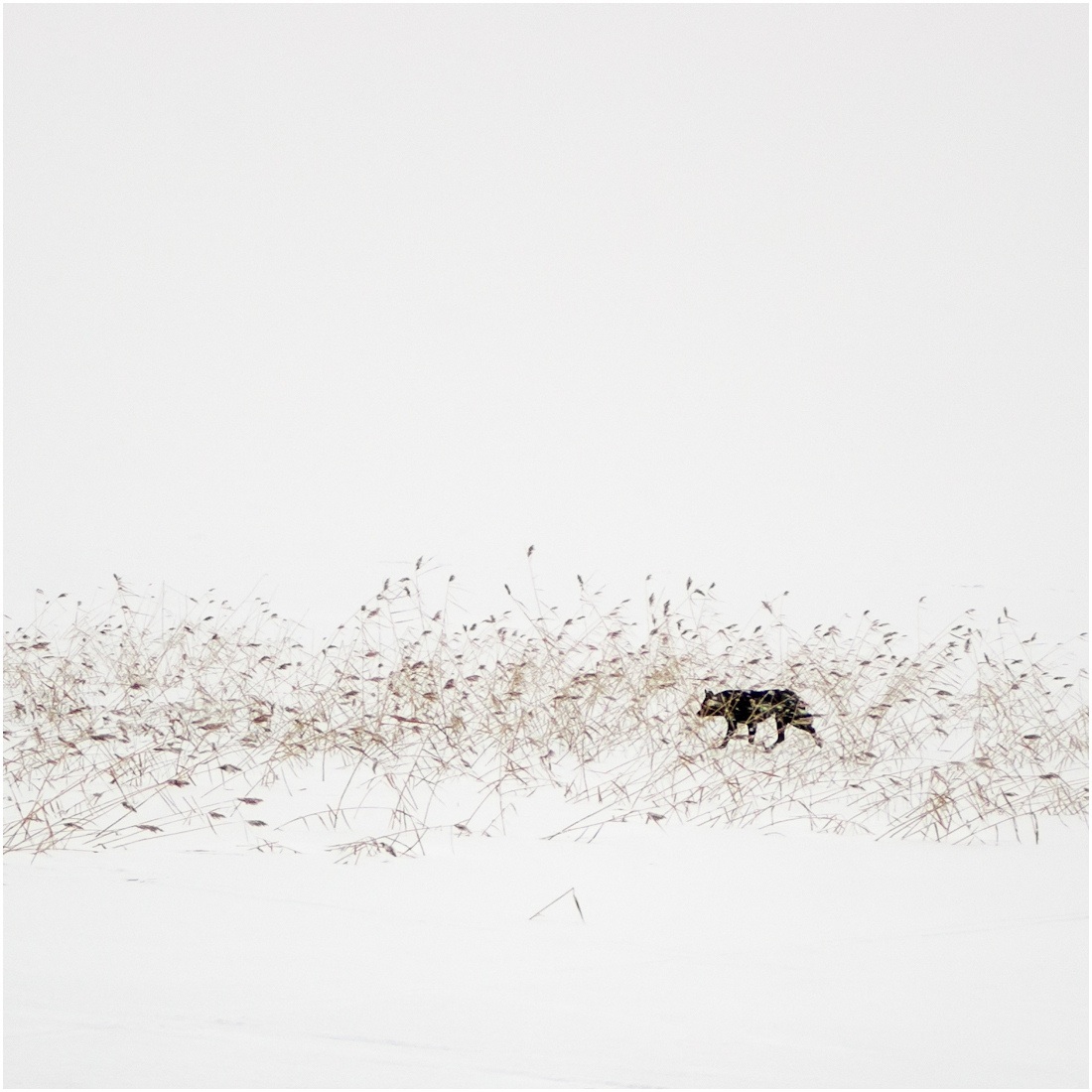 lonely dog ​​story