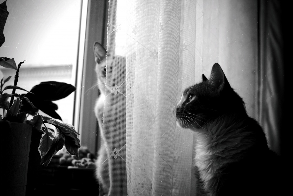 of life of cats