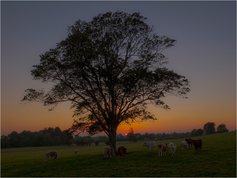 ... About a little sun and a big tree ...