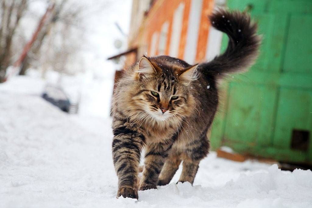 Cat who walks by himself