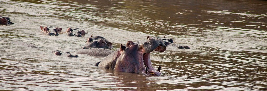 Behemoth gaped bread asks hippo