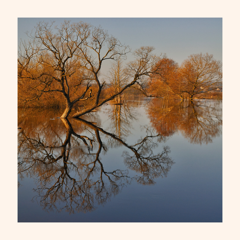 Bathe willow