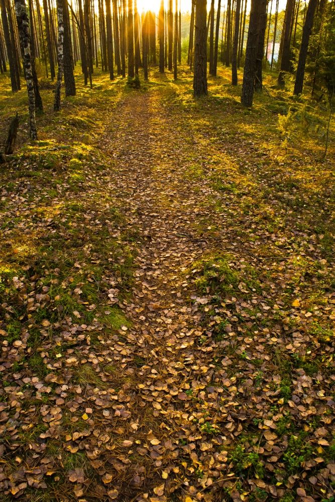 Autumn Sunset in the forest