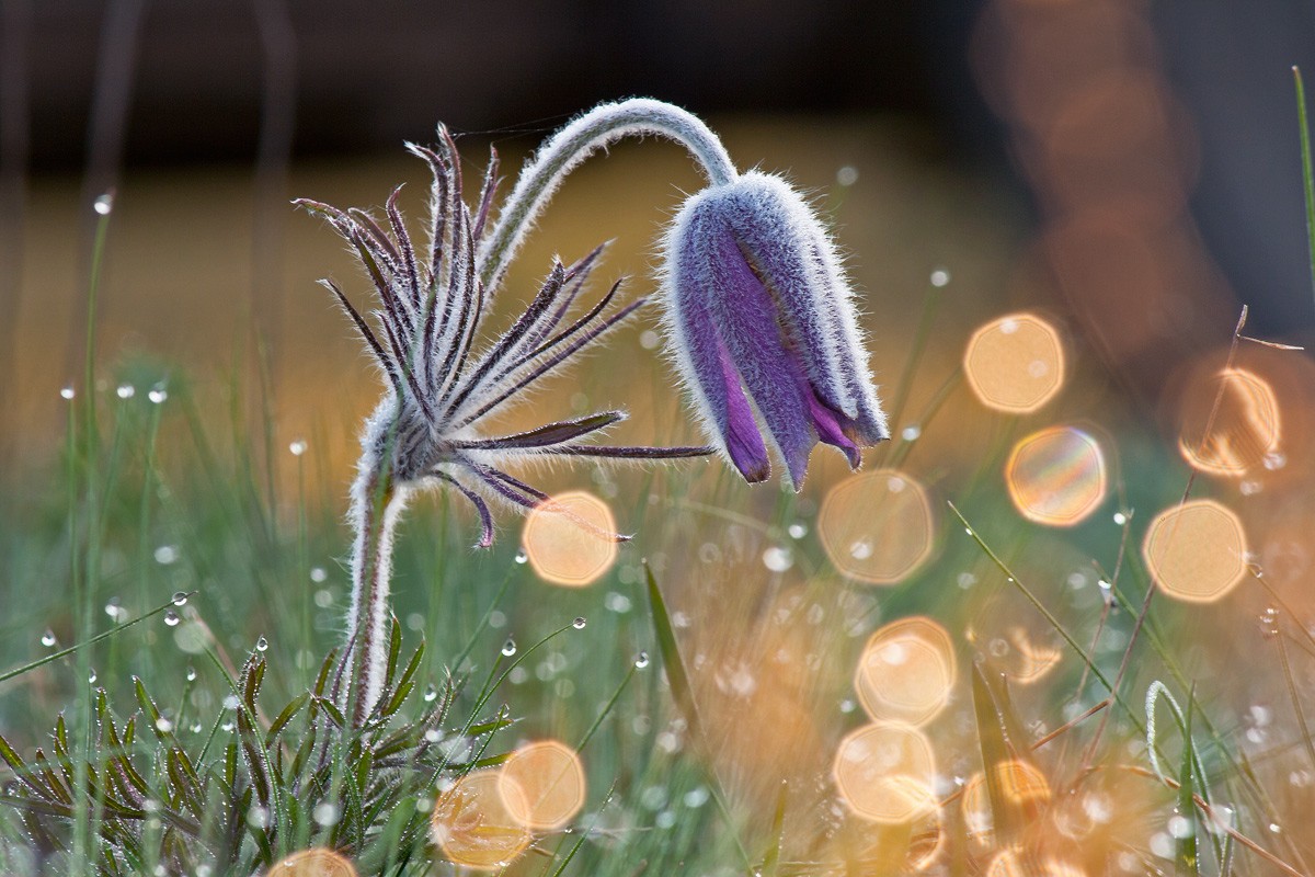 Color Dreams Dream-Herb.