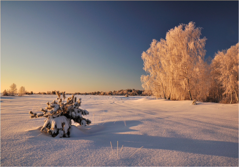 Birches in hoarfrost