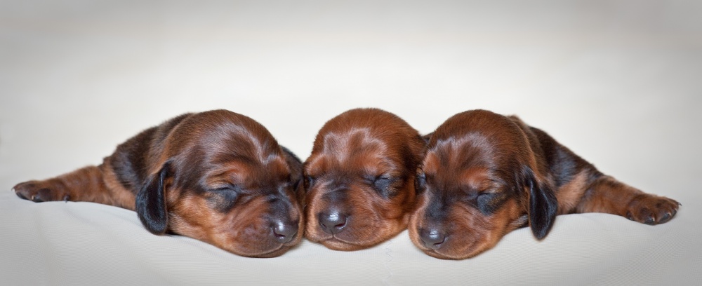 The Little Ones