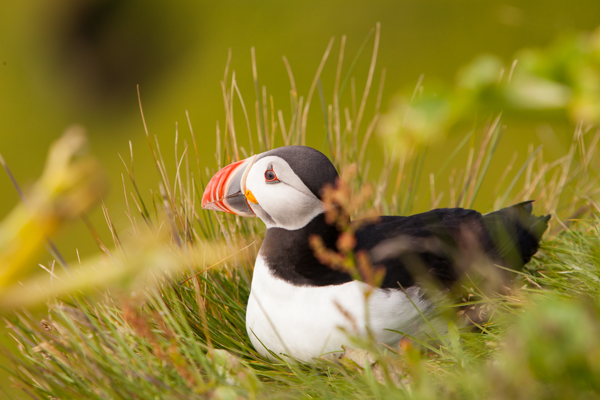 Atlantic Puffin