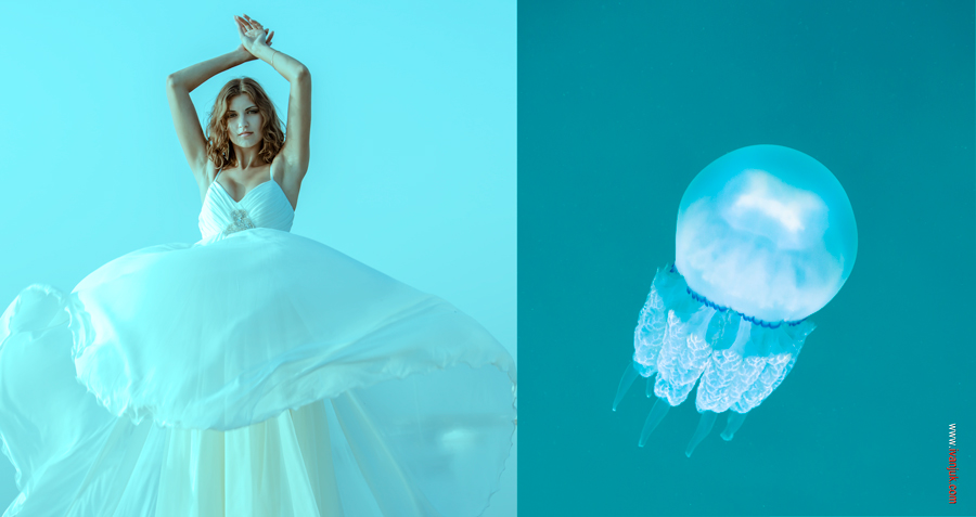 Jellyfish