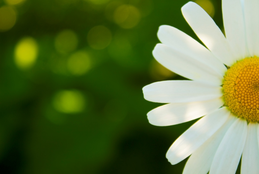 Camomile
