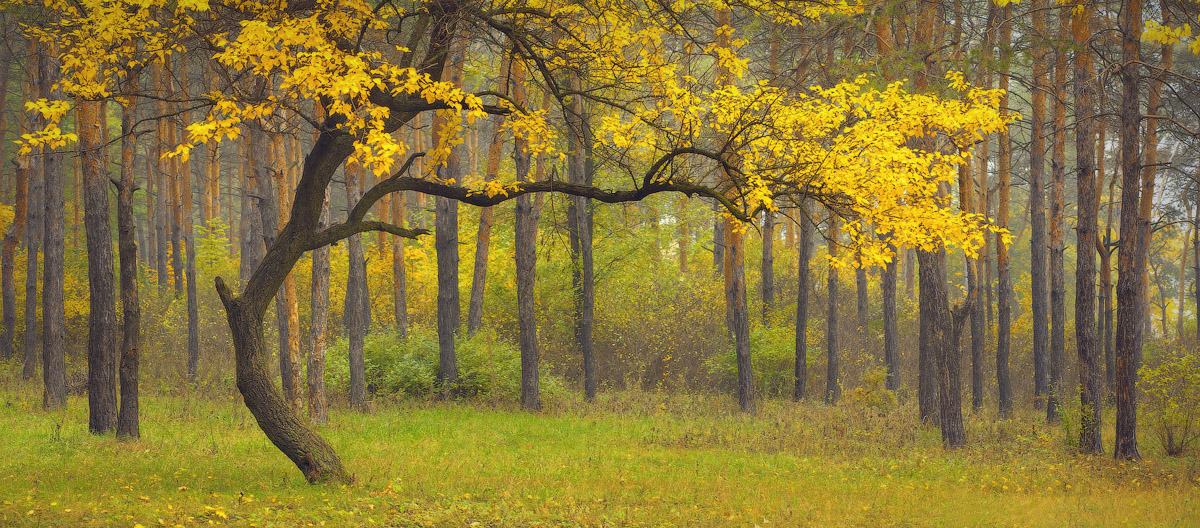 Dance of Autumn