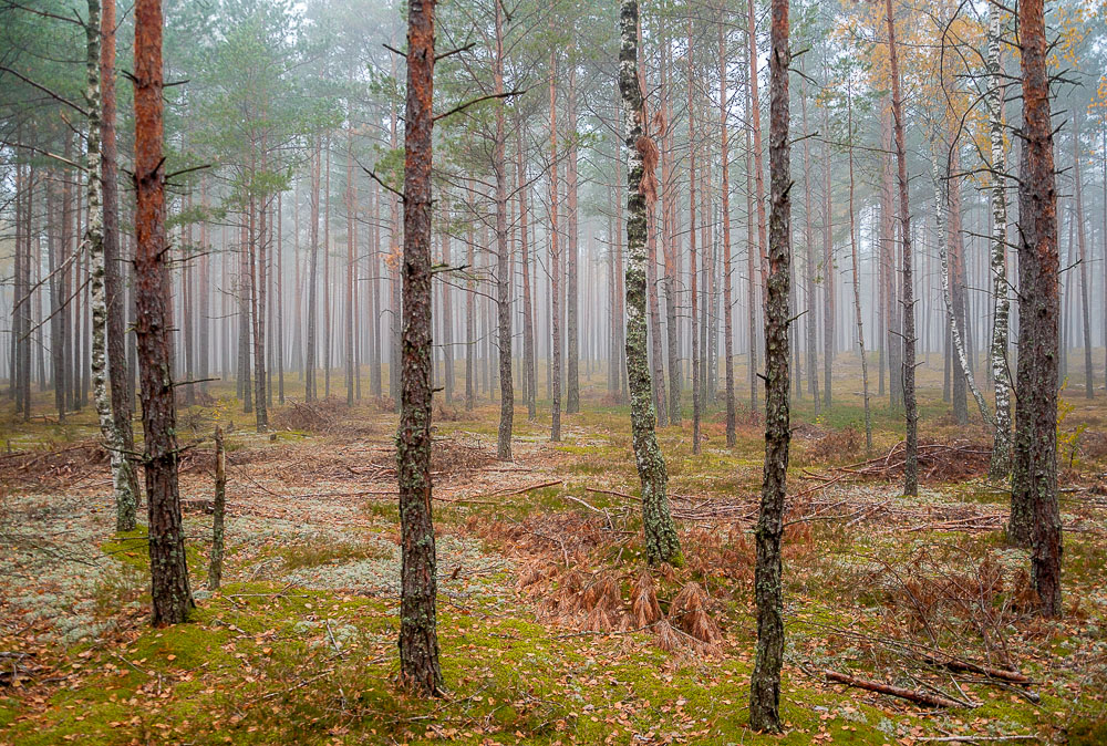 In the morning the forest.