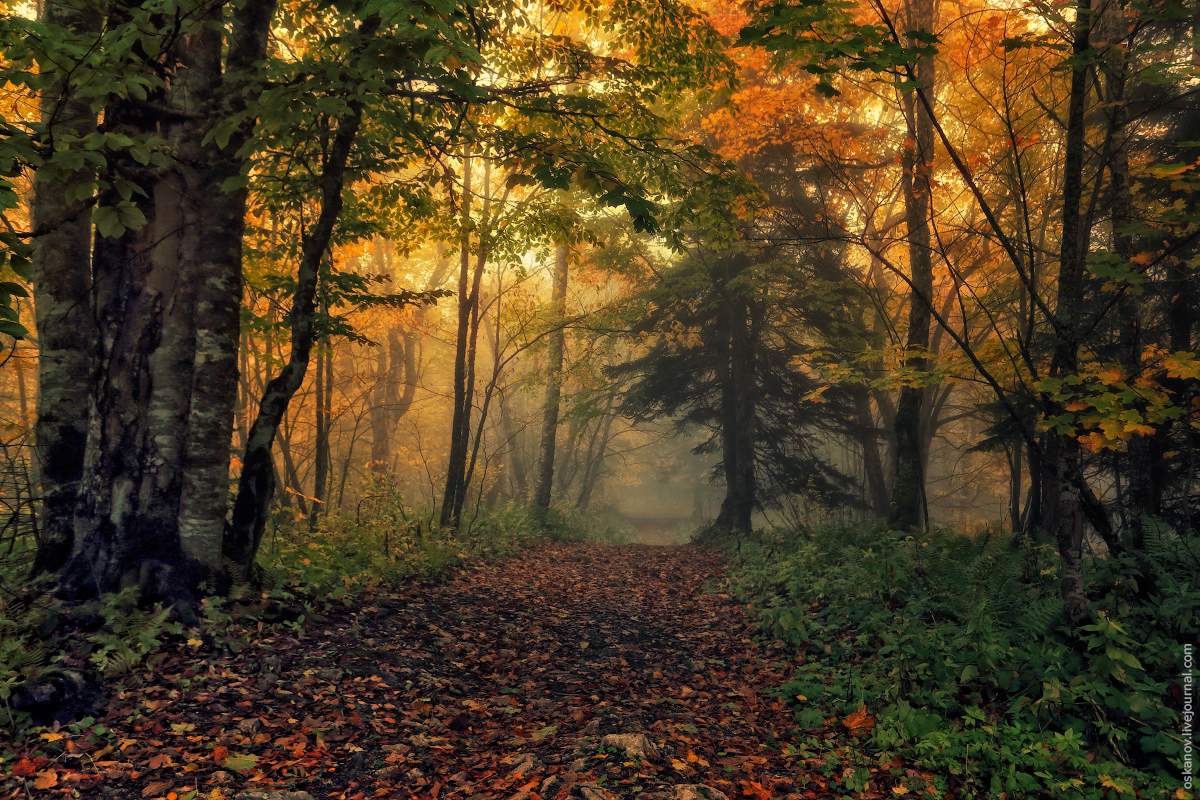 The trail leaves falling
