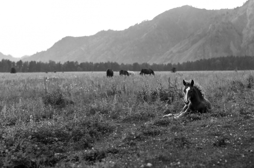 Gorny Altai.