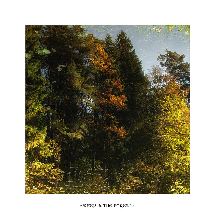 deep in the forest