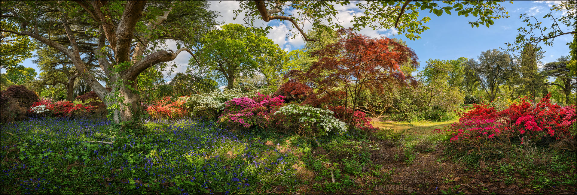 Blooming in the Exbury Gardens