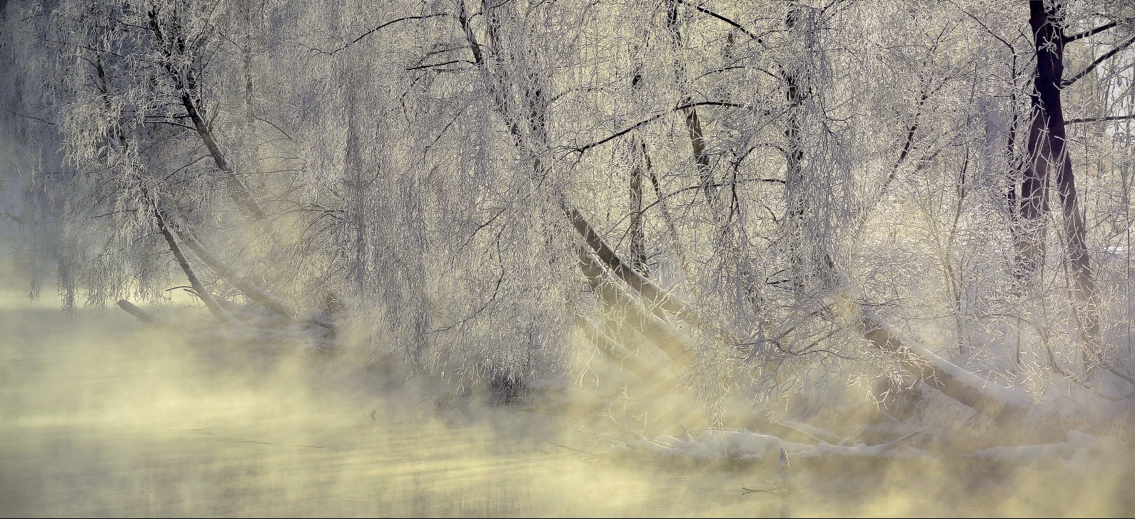 dominated by fog