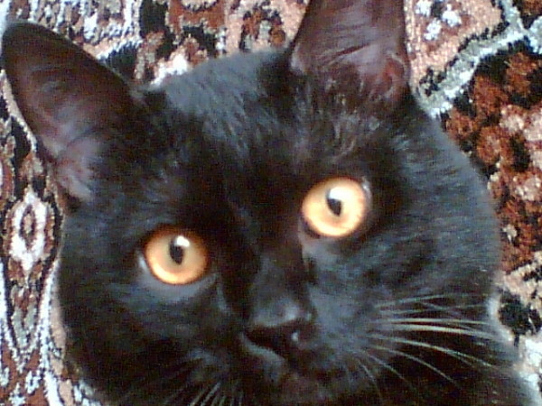 My cat