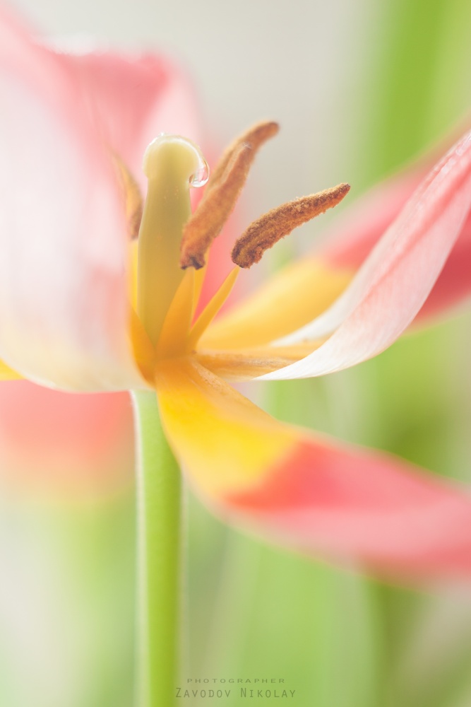 Tulip
