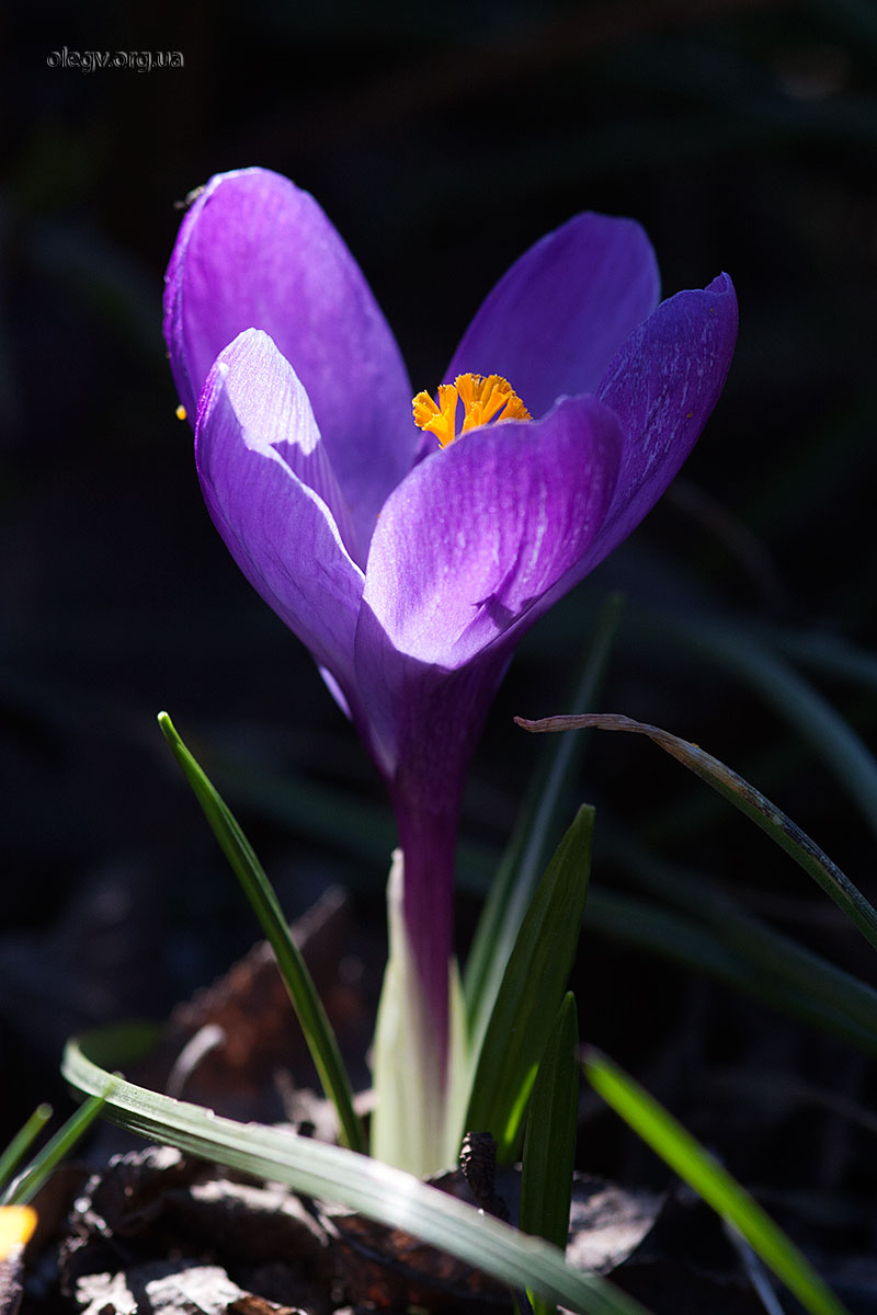 Spring beam