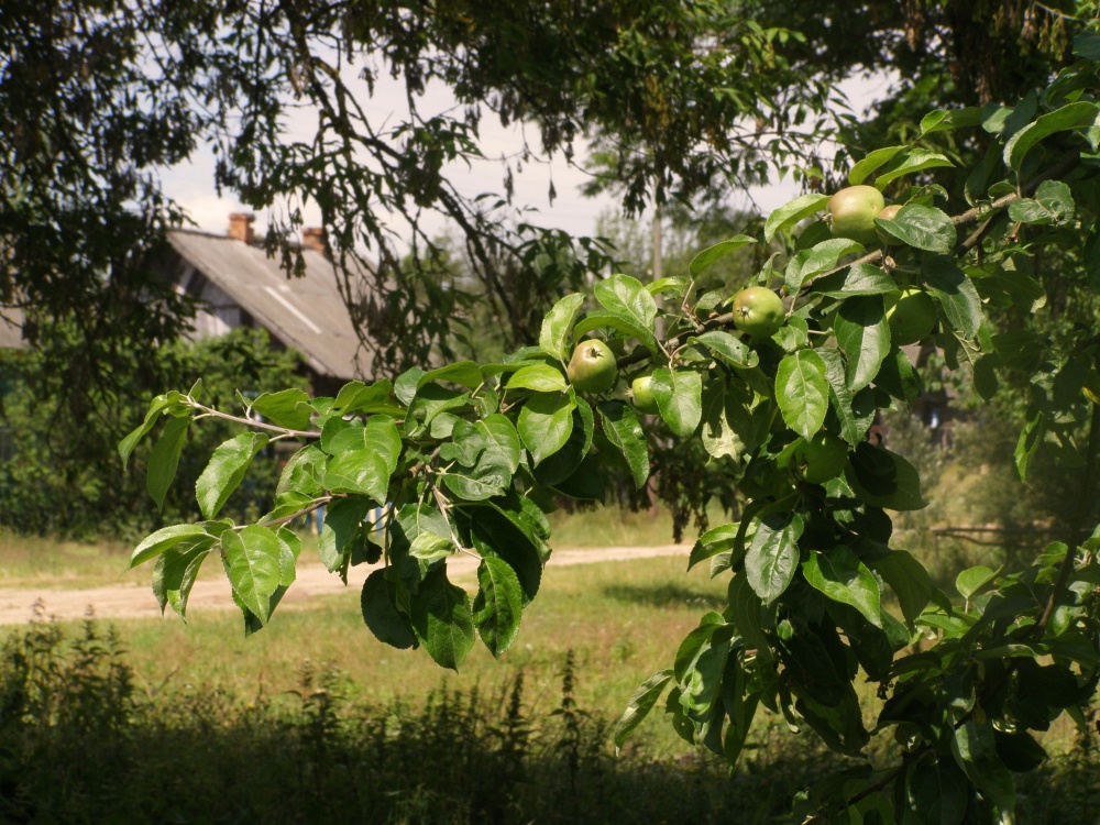 apples from childhood