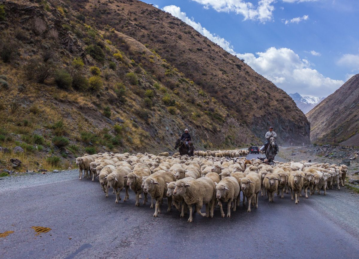 Driving sheep