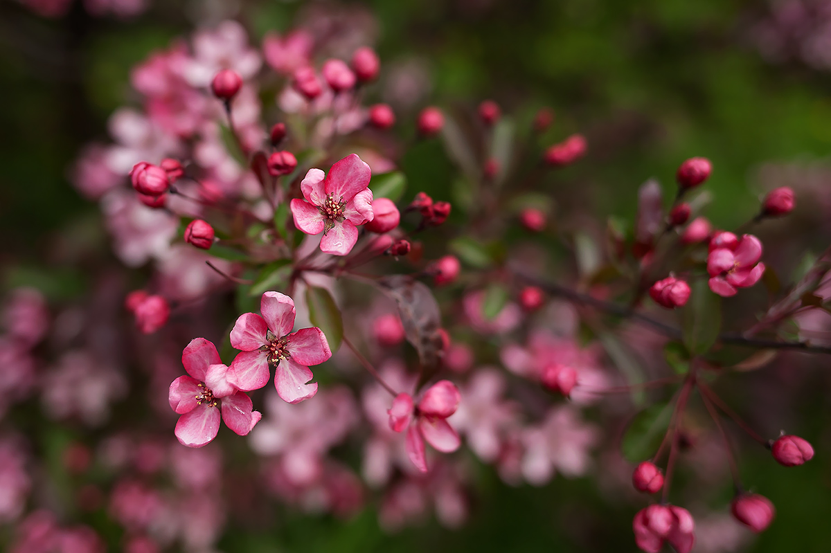 Blooming gardens