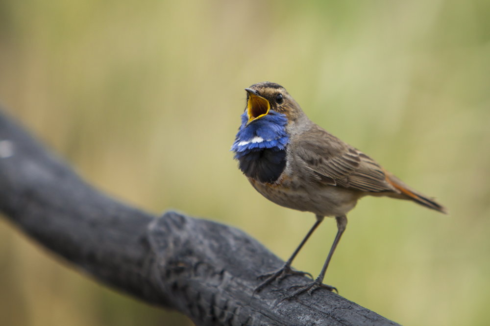 Bluethroat