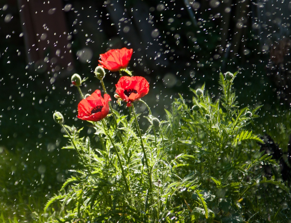 Poppies