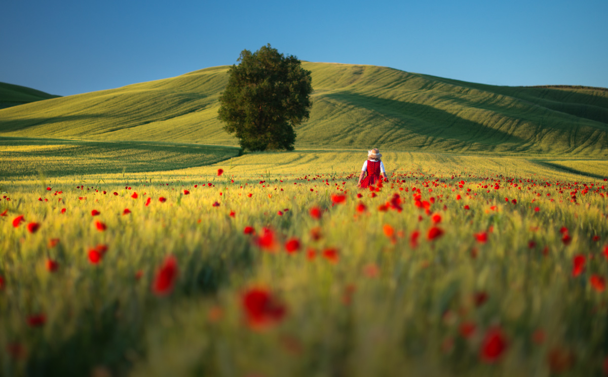"Red Poppies"
