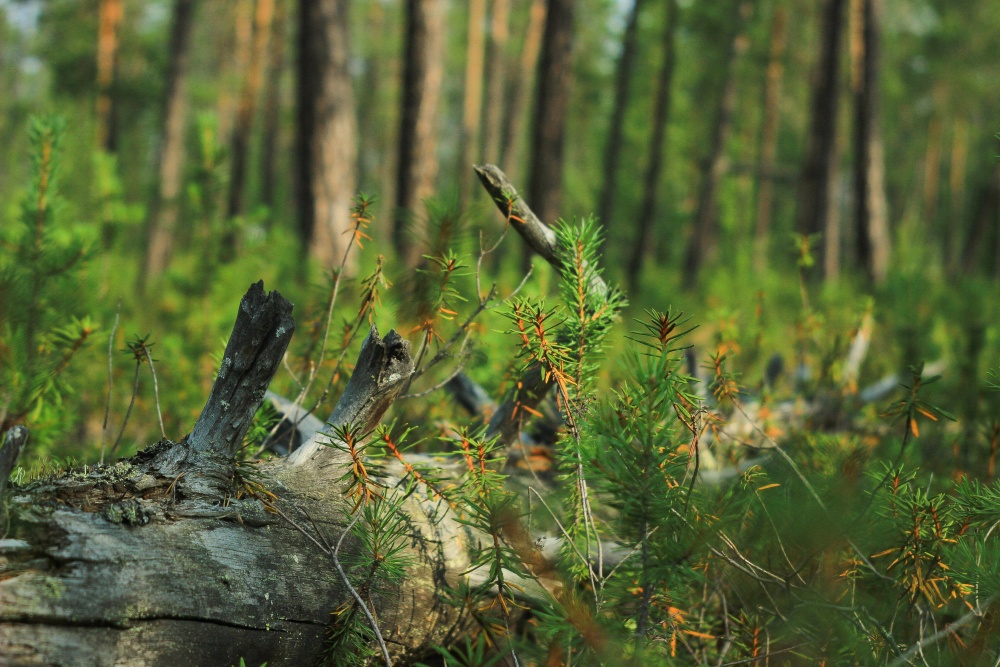 Northern Forest