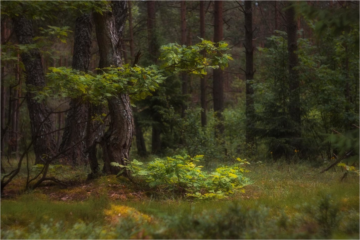 Forest