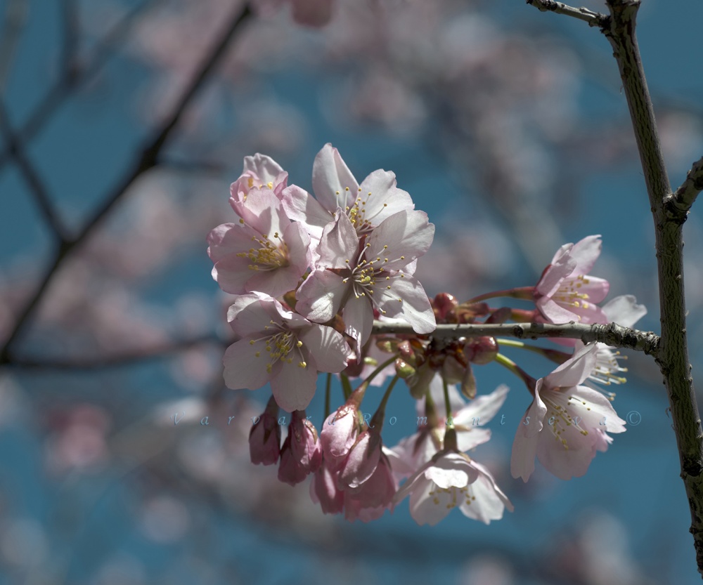 Spring