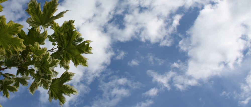 MAPLE AND CLOUDS