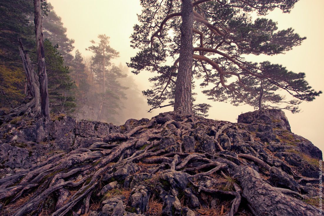 Roots