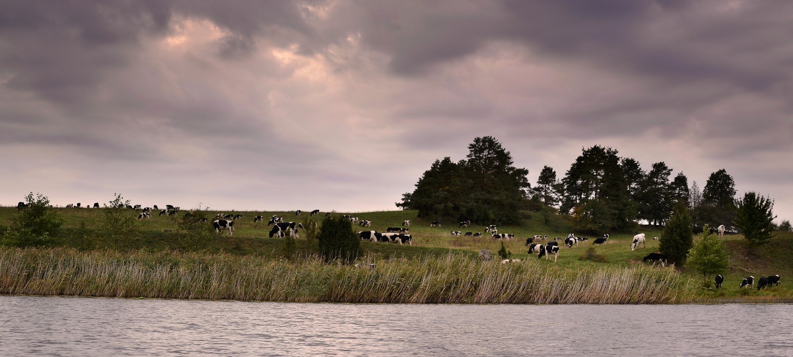 Meadow to graze ....